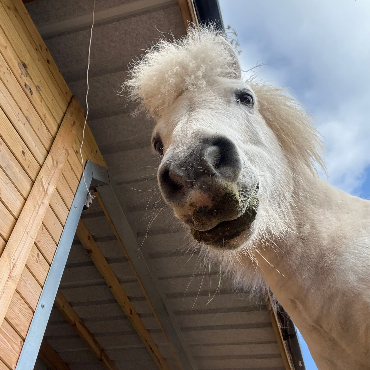 A horse receiving attentive care