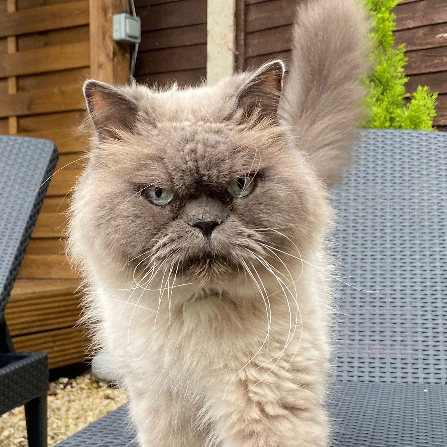 A cat being cared for at home