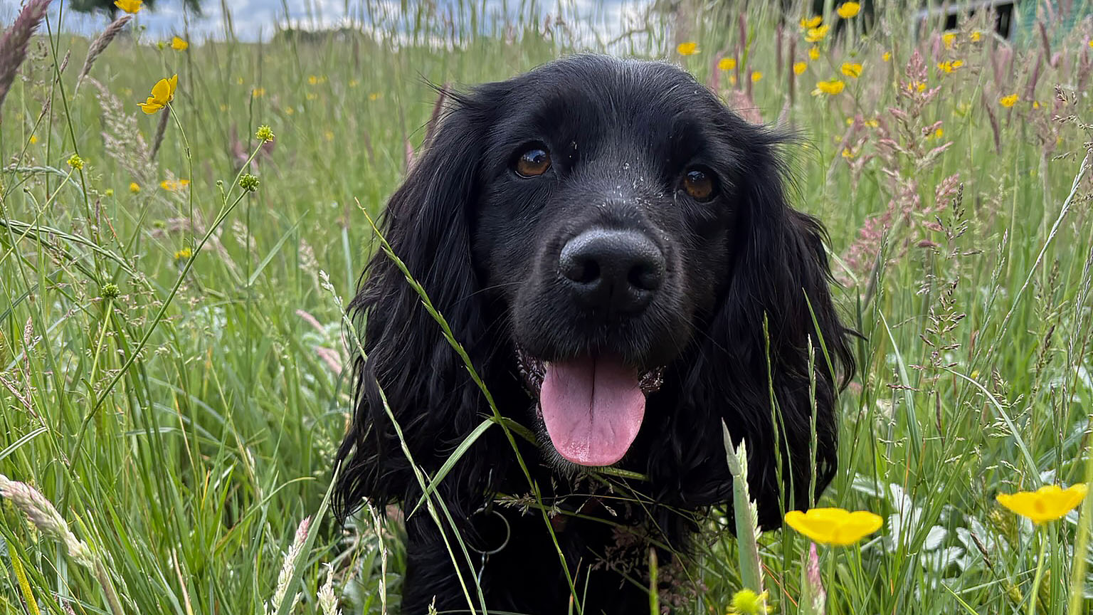 Happy dog in a wild meadow