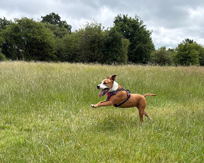 Hera running through a meadow at Arrow Valley Country Park