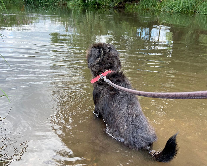 Duffy sat in the river at the Heart Of England Forest