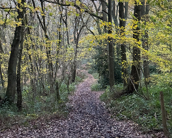 Rough Hill Woods