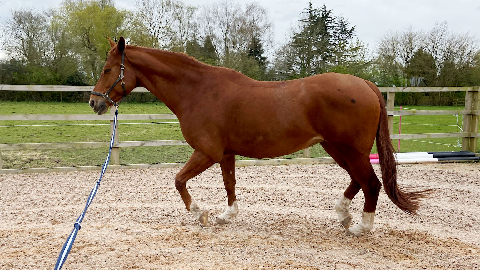 A horse being lunged