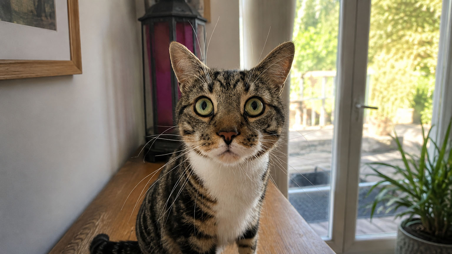 A cat in its home environment