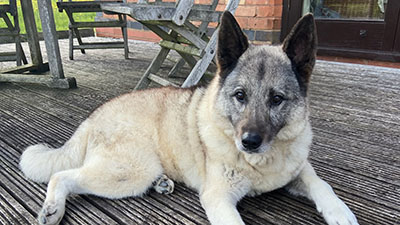 Dog relaxing on their decking at home