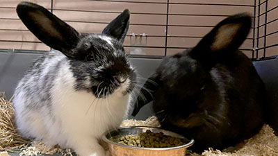 Two rabbits